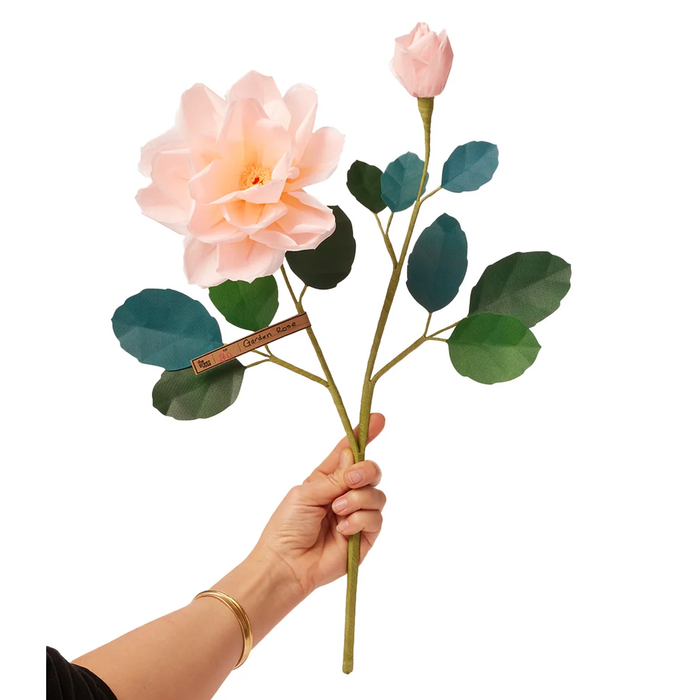 Garden Rose Stem