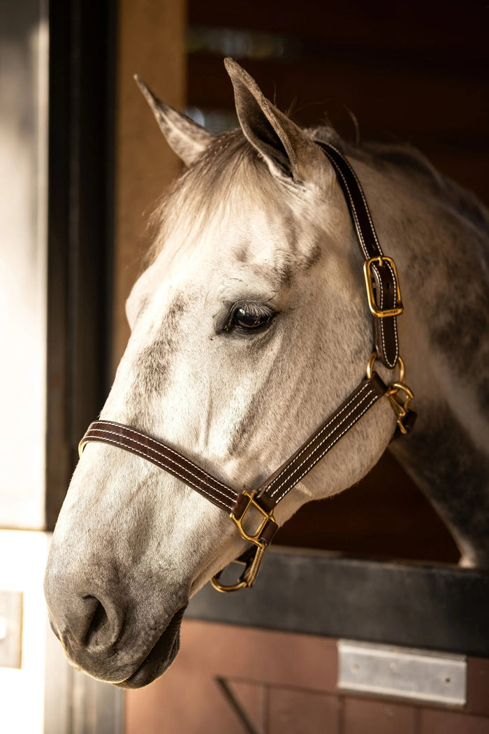 Huntley Equestrian Premium Leather Triple Stitched Halter with Snap