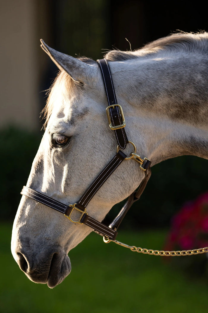 Huntley Equestrian Premium Leather Triple Stitched Halter with Snap