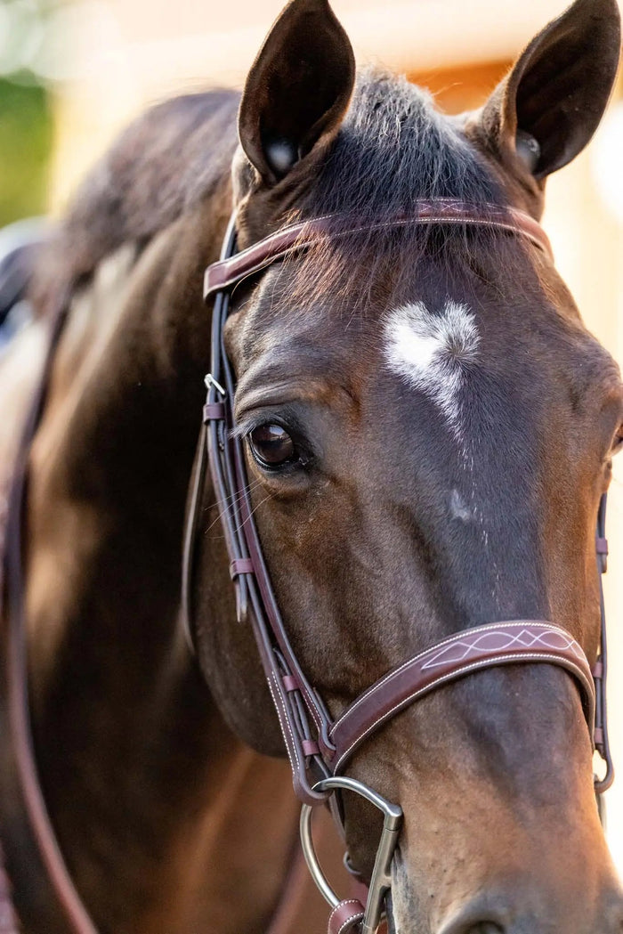 Huntley Equestrian Schooling Hunter Bridle
