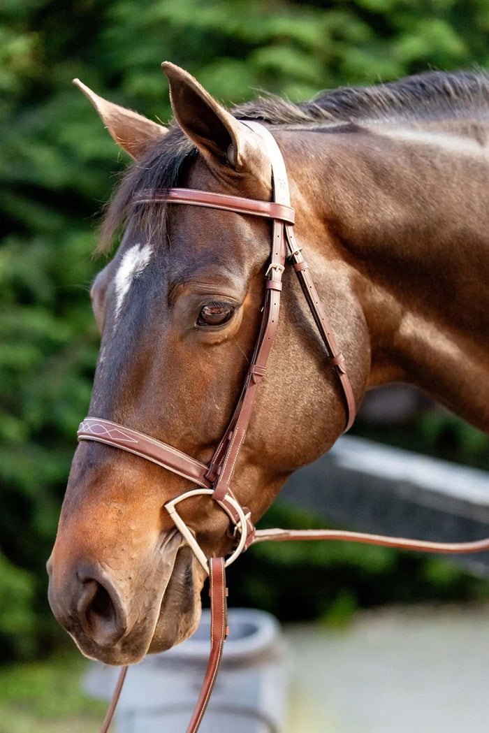 Huntley Equestrian Schooling Hunter Bridle